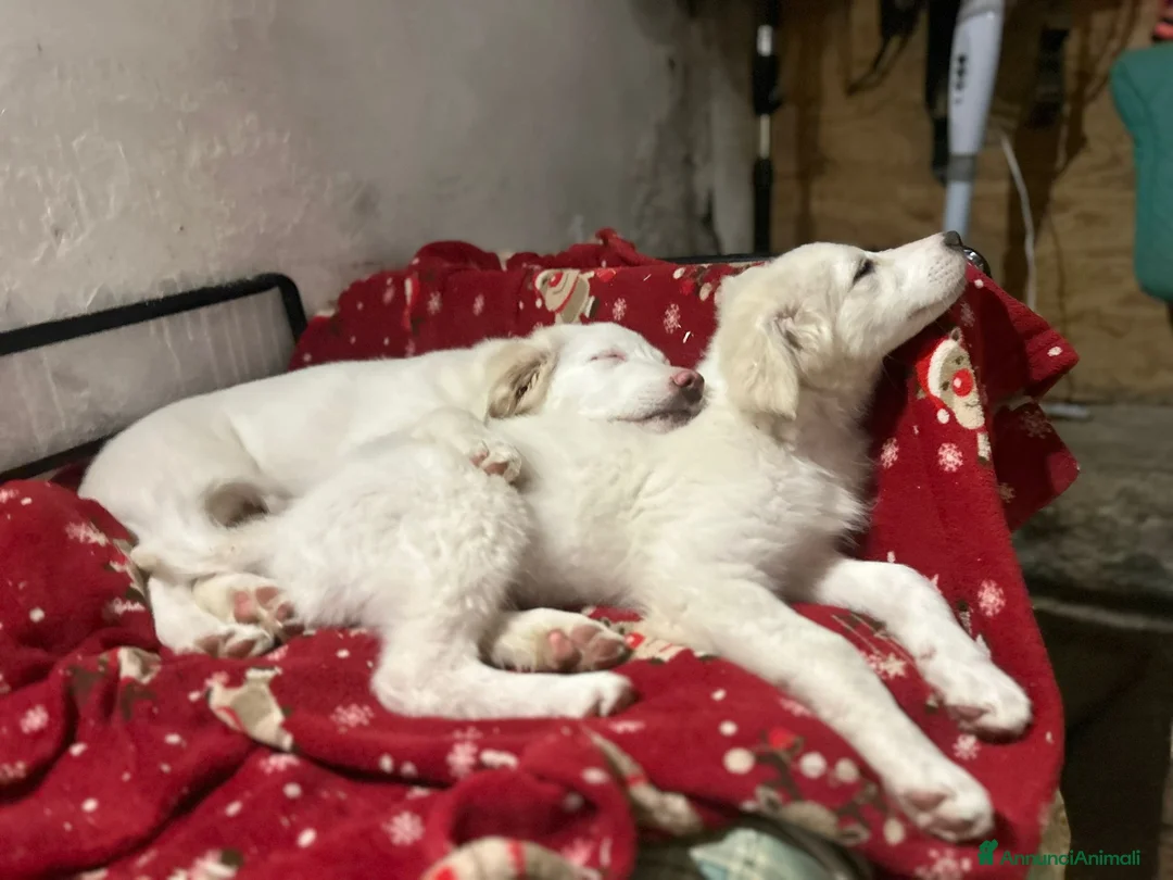 Meticcio cani in regalo: 3mesi mix Maremmani saliti a MODENA - Annuncio 3