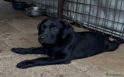 Labrador cani in vendita: Ultimi cuccioli di Labrador  a Provincia di Bergamo - Immagine 12