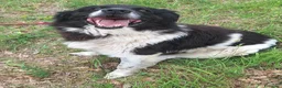 Meticcio cani in regalo: Cosmo 3 anni mix border collie - Annuncio 6
