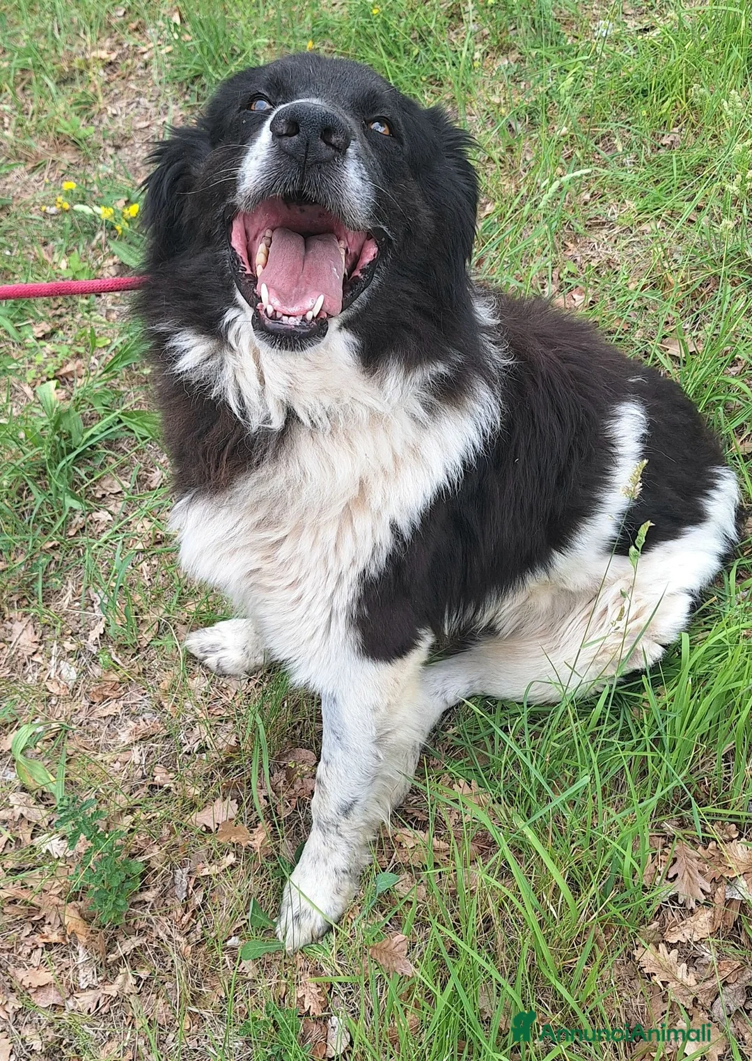 Meticcio cani in regalo: Cosmo 3 anni mix border collie - Annuncio 6