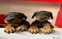Dobermann cani in vendita: cuccioli dobermann selezionati  a Provincia di Avellino - Immagine 1