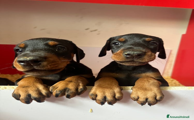 Dobermann cani a Provincia di Avellino - Annuncio 3