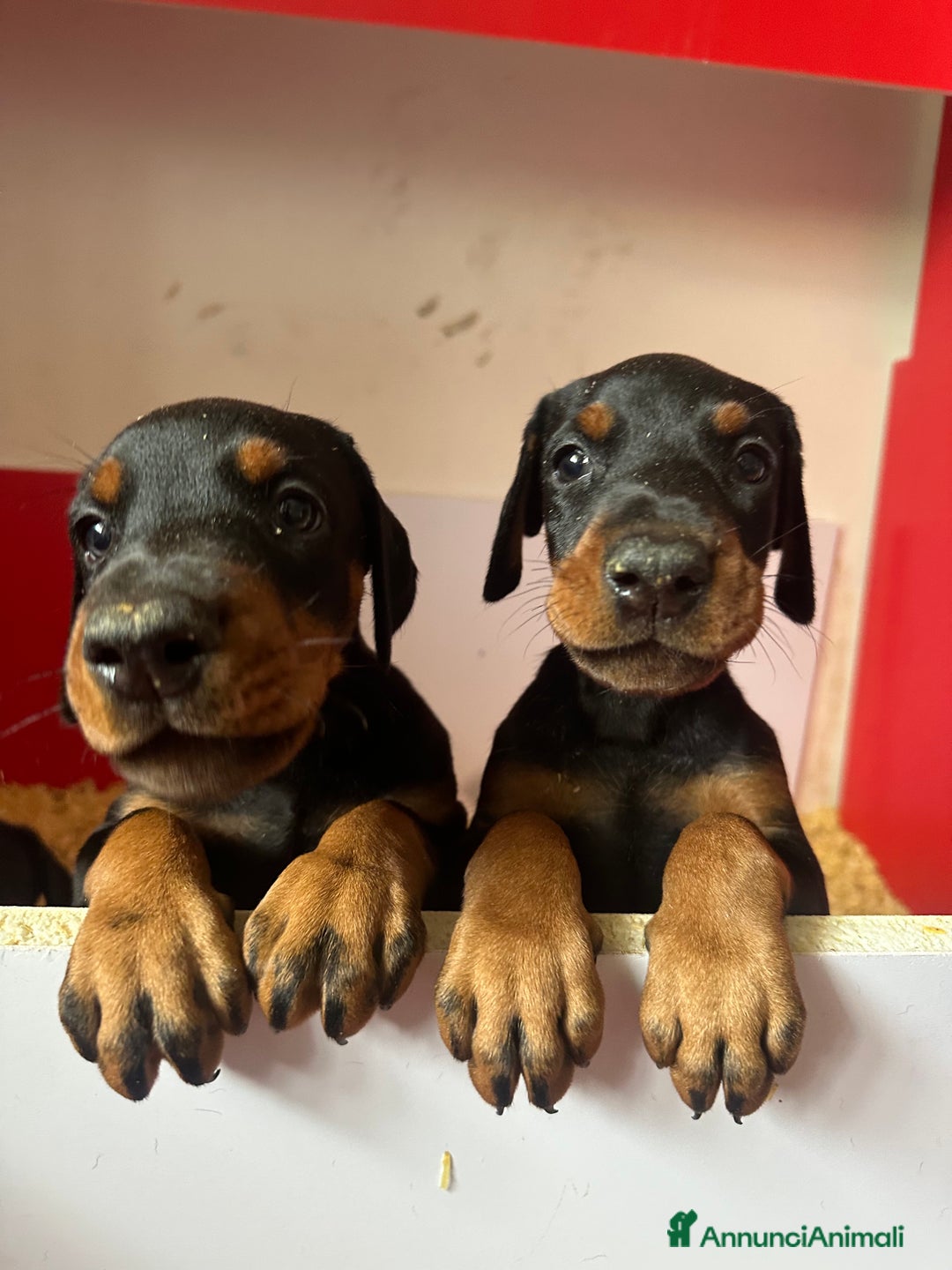 Dobermann cani in vendita: cuccioli dobermann selezionati  a Provincia di Avellino - Immagine 1
