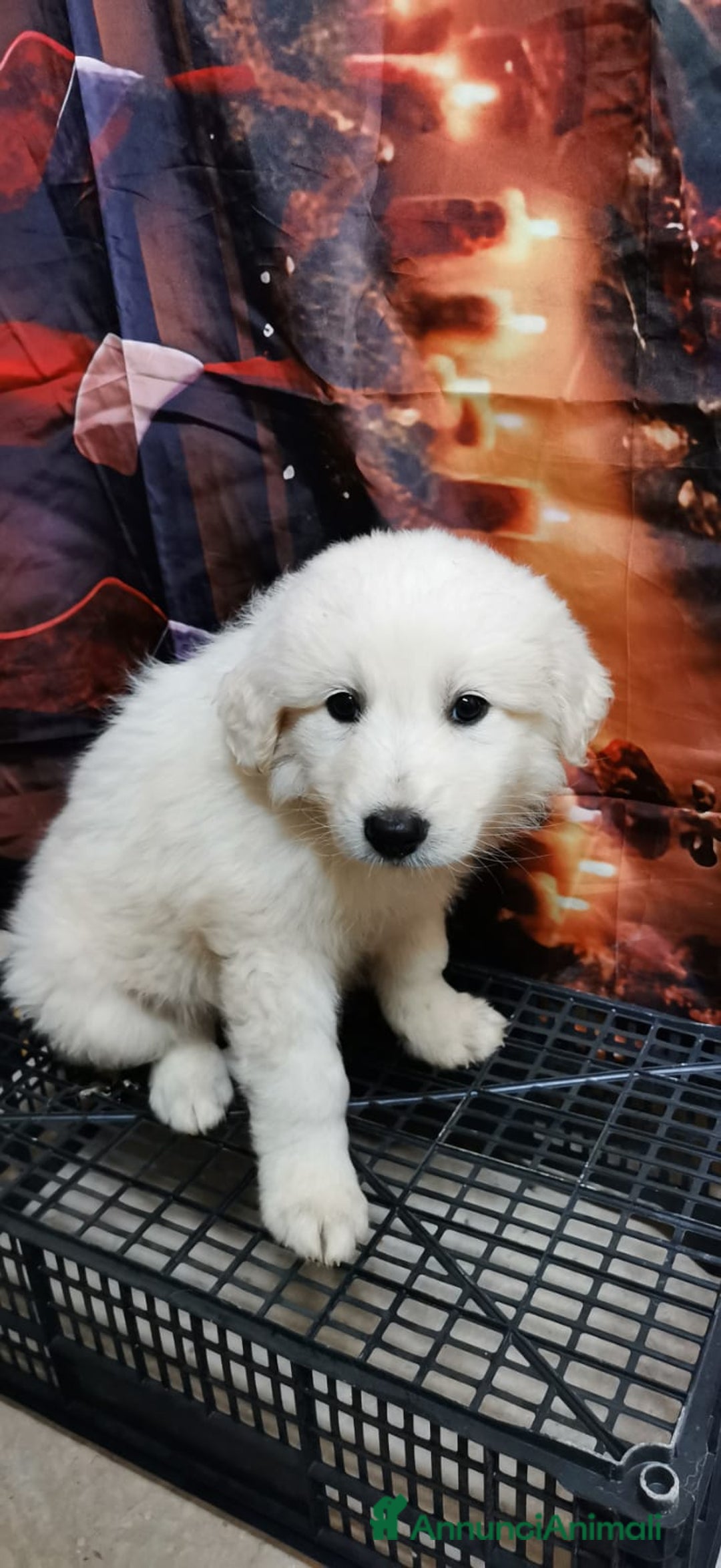 Meticcio cani in regalo: "Piccoli orsetti" in cerca di amore  - Annuncio 8