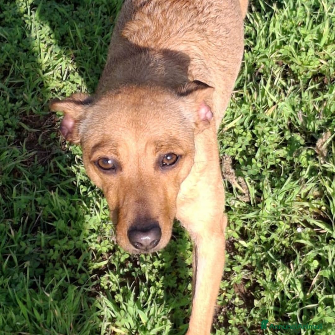 Meticcio cani in regalo: JASMINE 🩷 -dopo tanta sofferenza, ora cerca amore - Annuncio 2