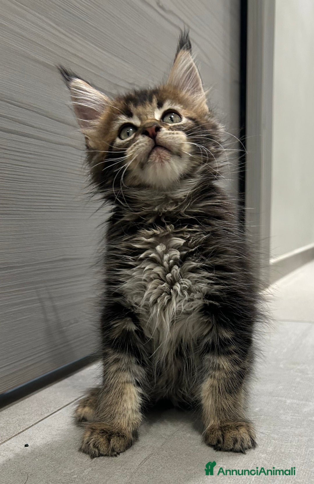 Maine Coon gatti in vendita: Maine Coon con pedigree  - Annuncio 2