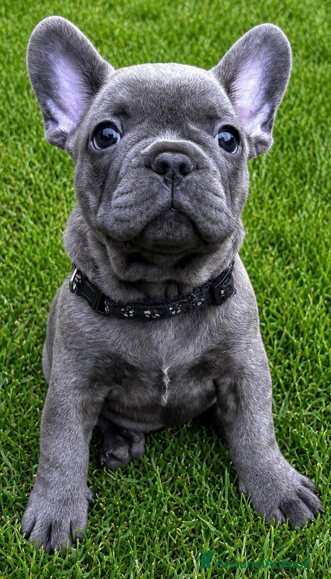Bulldog Francese cani Cucciolo di bulldog francese  - Annuncio 25