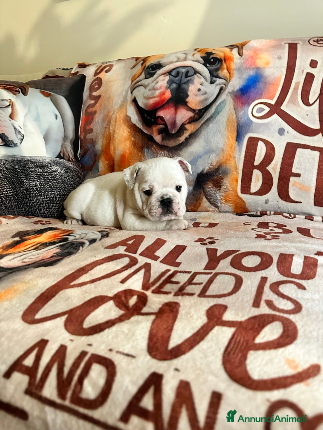 Bulldog cani in vendita: Cuccioli di bulldog - Annuncio 4