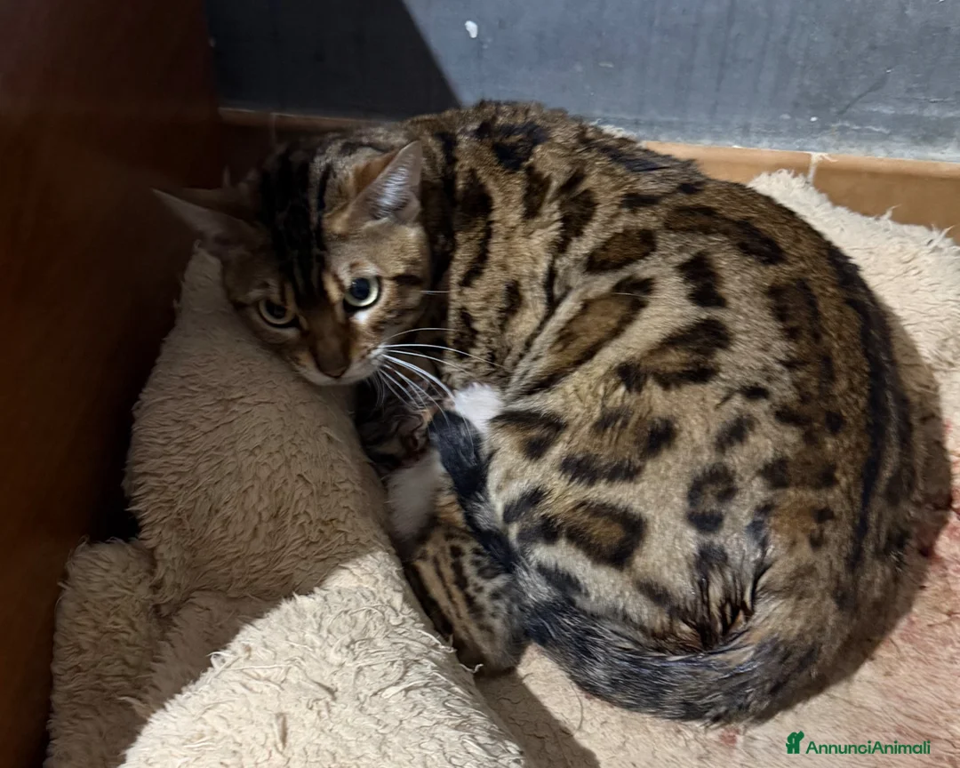 Bengala gatti in vendita: gatto bengala  - Annuncio 3