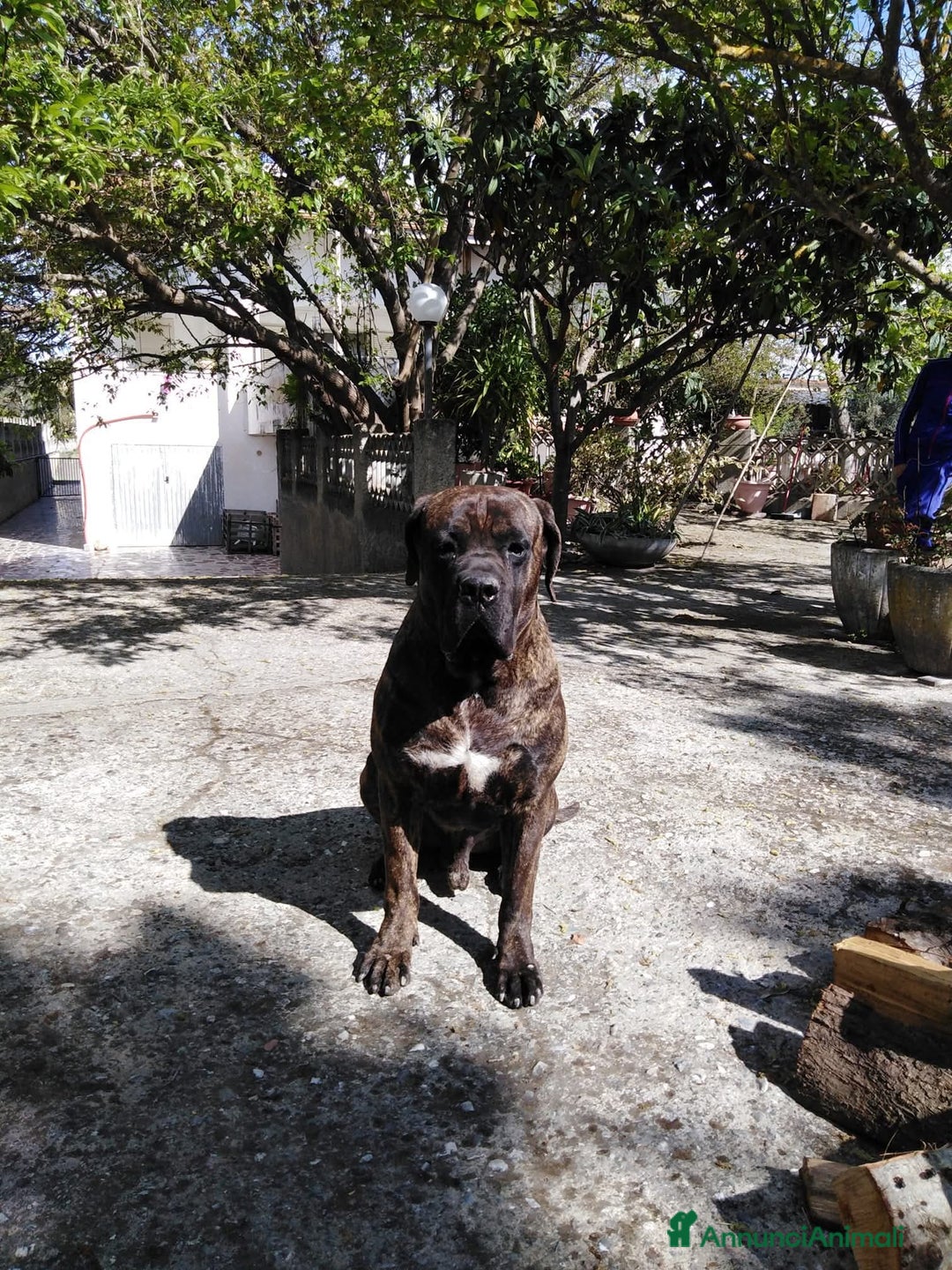 Cane Corso cani in vendita: ​Cane Corso Cuccioli,Pronti per la prenotazione. - Annuncio 9