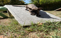 Bulldog Francese cani in vendita: BULLDOG FRANCESI - Immagine 6