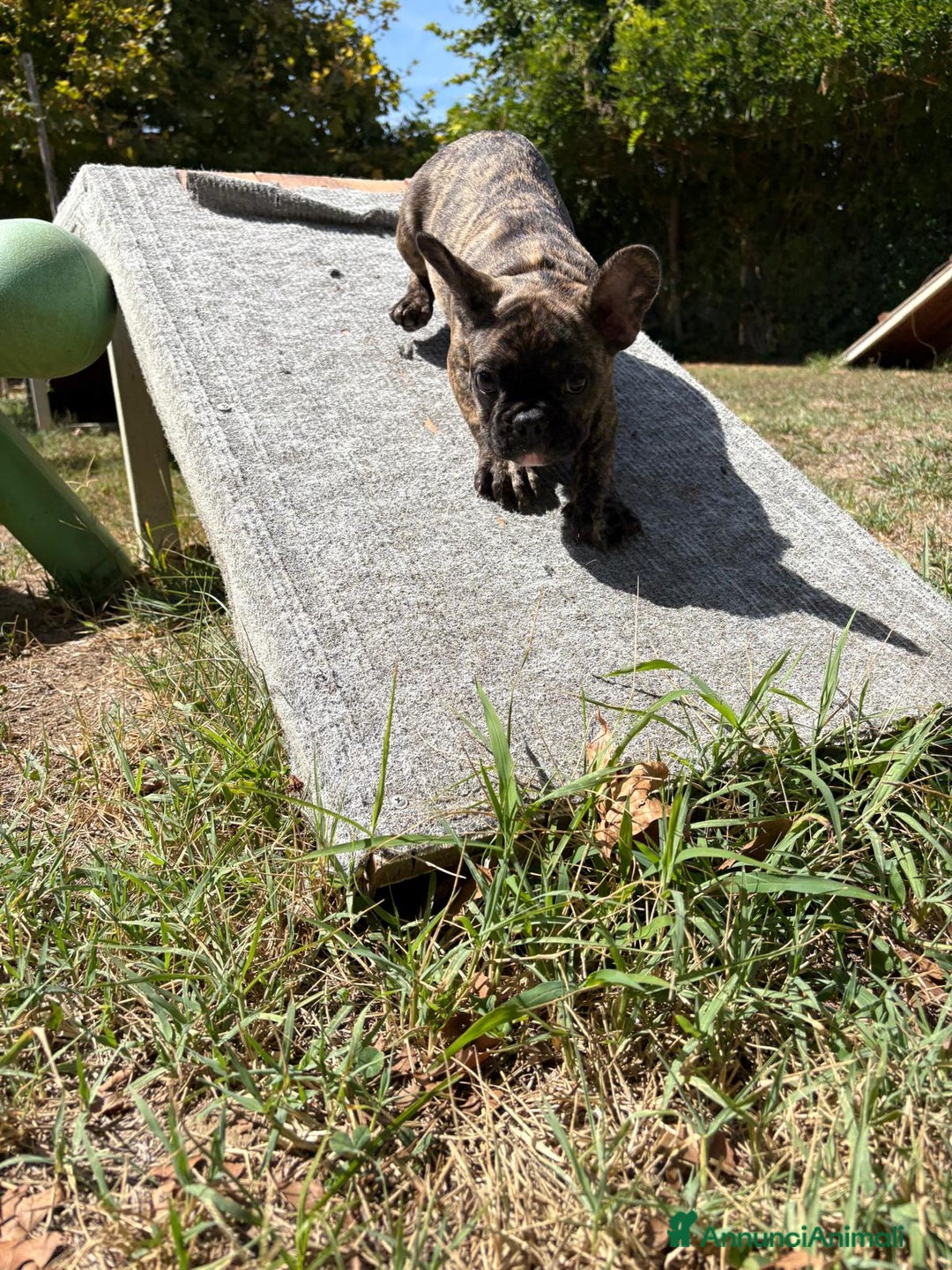 Bulldog Francese cani in vendita: BULLDOG FRANCESI - Immagine 6