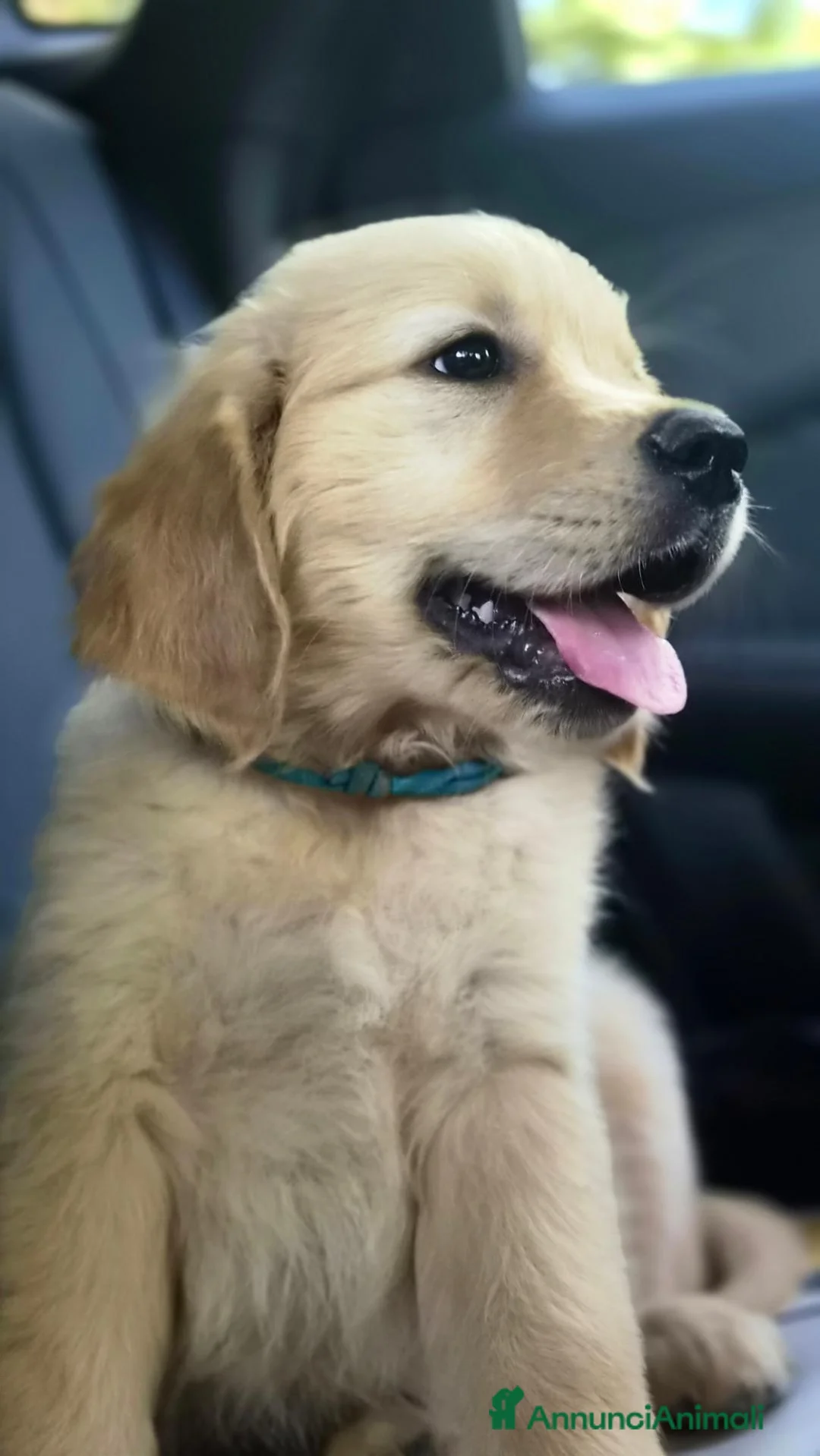 Golden Retriever cani in vendita: Ultima cucciola linea inglese femmina - Annuncio 7