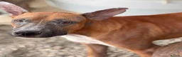 Meticcio cani in regalo: Spud . - Annuncio 1