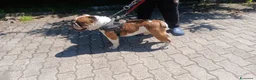 Bulldog cani in regalo: BALOO BULLDOG INGLESE, MISSIONE IMPOSSIBILE - Annuncio 3