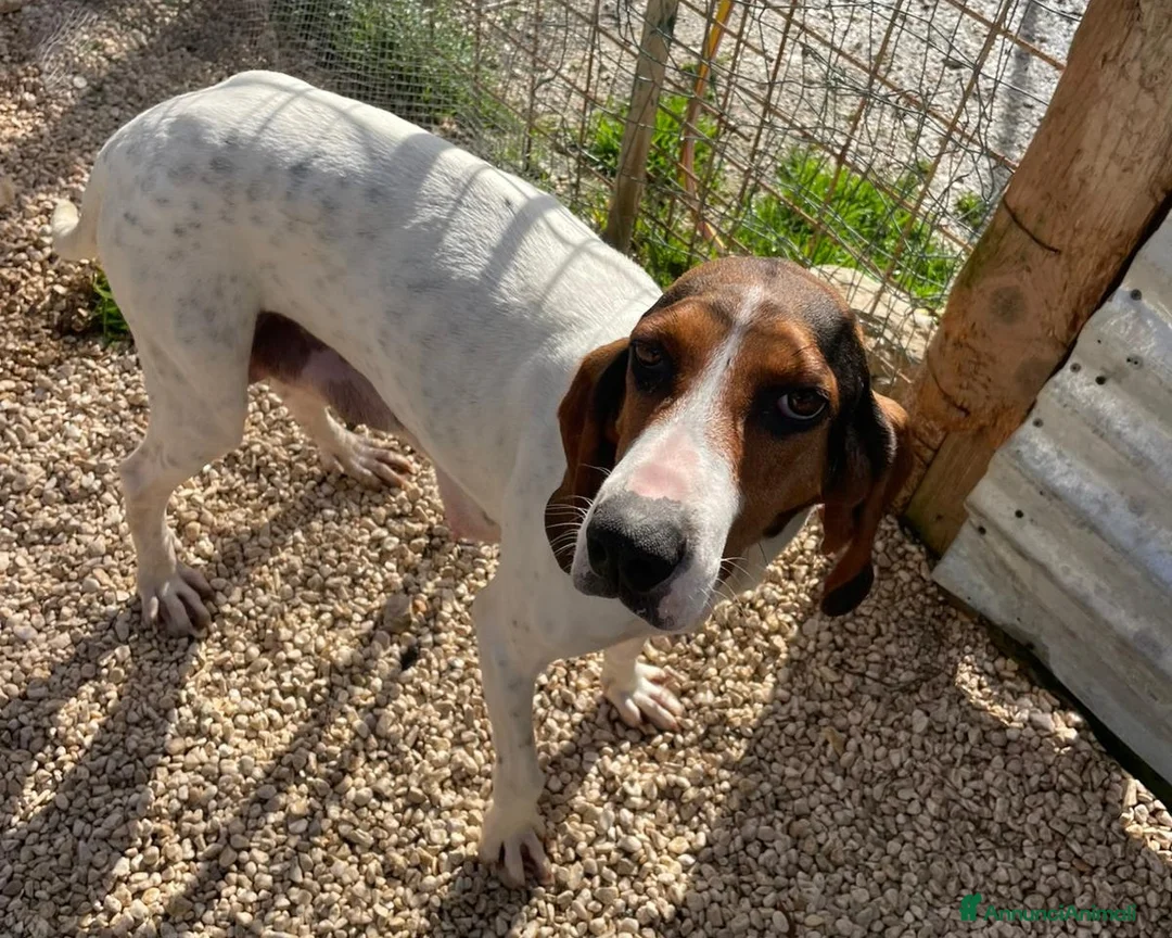 Meticcio cani in regalo: LA PICCOLA E TENERA SELENE - Annuncio 2