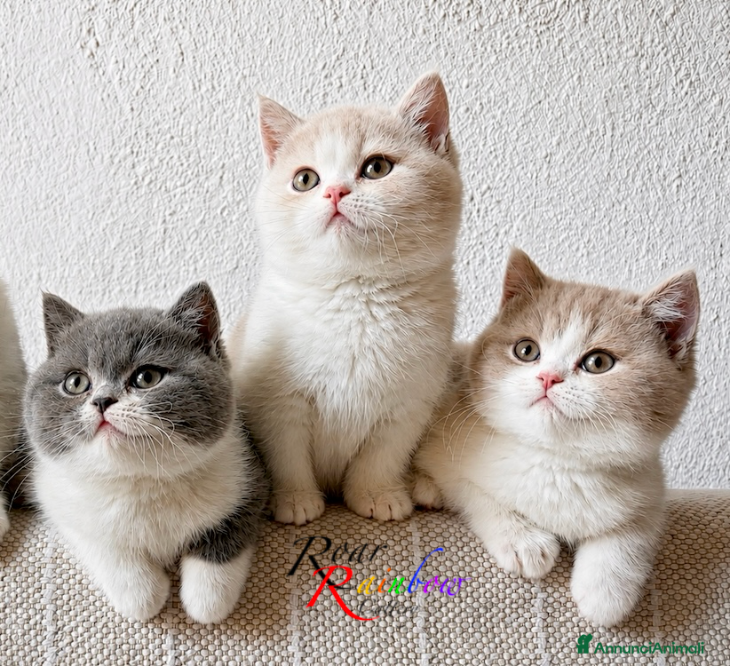 British gatti Gattini British - Annuncio 6