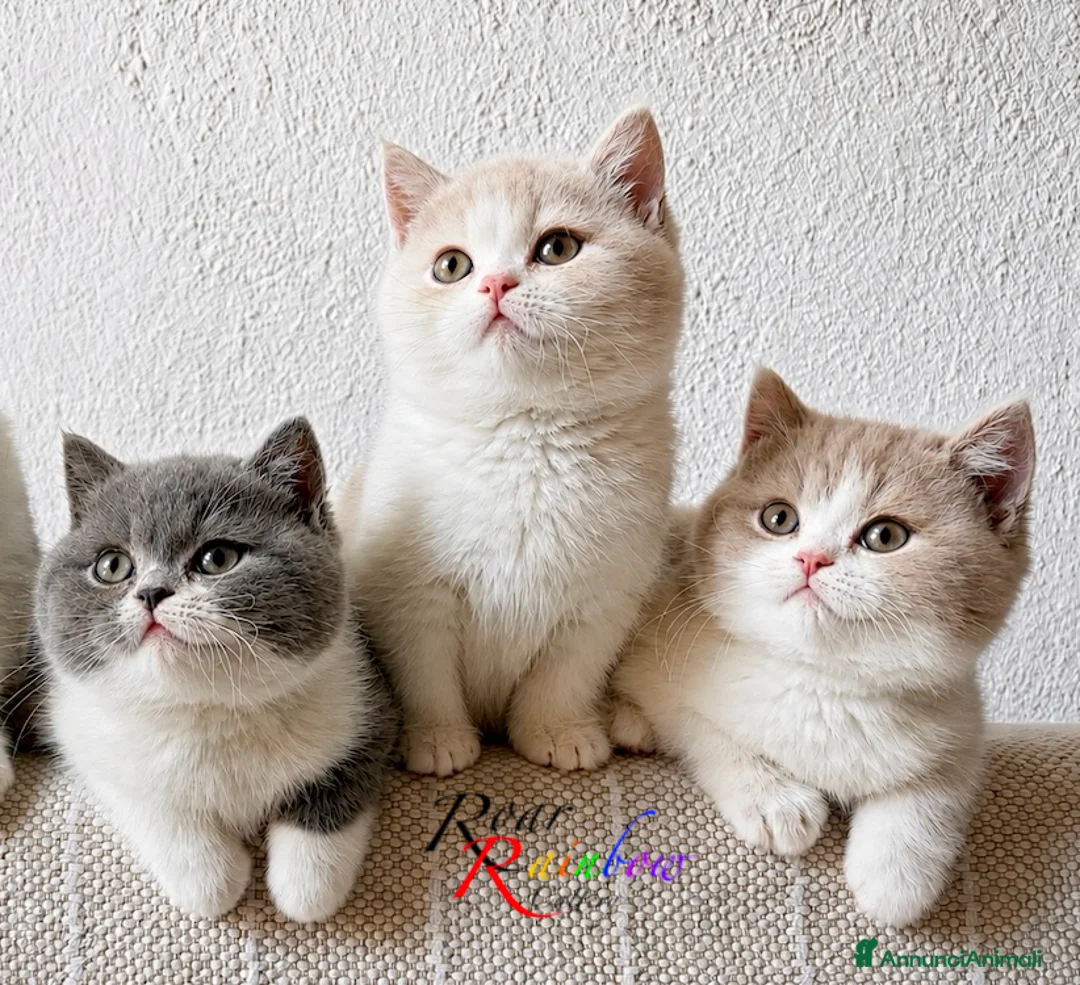 British gatti in vendita: Gattini British - Annuncio 1