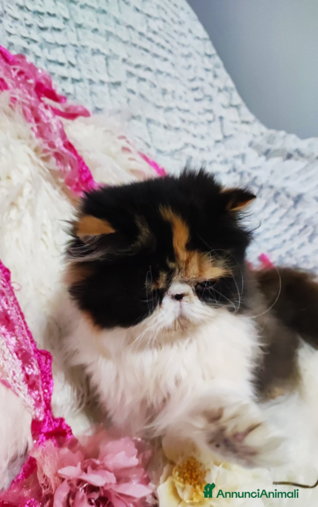 Persiano gatti in vendita: Cucciola persiana calico a Città metropolitana di Milano - Annuncio 3