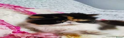 Persiano gatti in vendita: Cucciola persiana calico a Città metropolitana di Milano - Annuncio 3