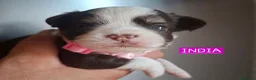 Chihuahua cani in vendita: Chihuahua pelo lungo  - Annuncio 9