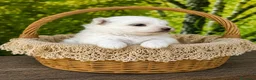 Maltese cani in vendita: Cuccioli di Maltese con pedigree ENCI - Annuncio 3