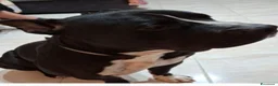 American Staffordshire cani in regalo: Amstaff/Bully 3anniSFIGATISSIMO H24 IN BOX.MANTOVA - Annuncio 5
