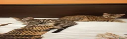 Bengala gatti in vendita: la meraviglia di Selected Breed 🥰 - Annuncio 6