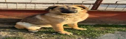 Pastore Tedesco cani in regalo: ANNIE, intelligenza da Pastore, super coccolona! - Annuncio 5