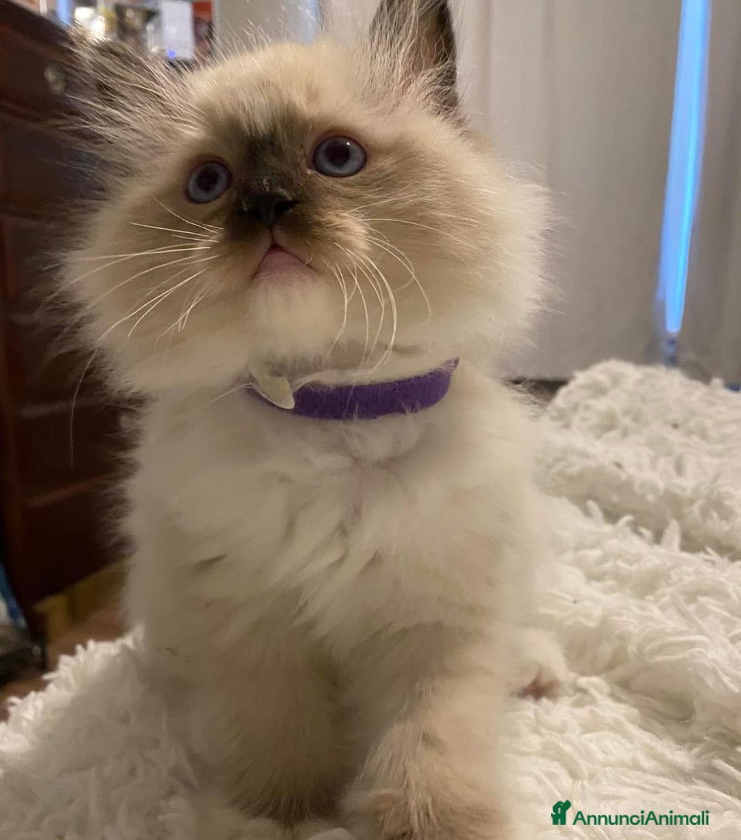 Ragdoll gatti in vendita: Cuccioli di ragdoll - Annuncio 1