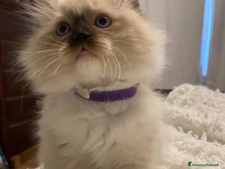 Ragdoll gatti Cuccioli di ragdoll - Annuncio 5