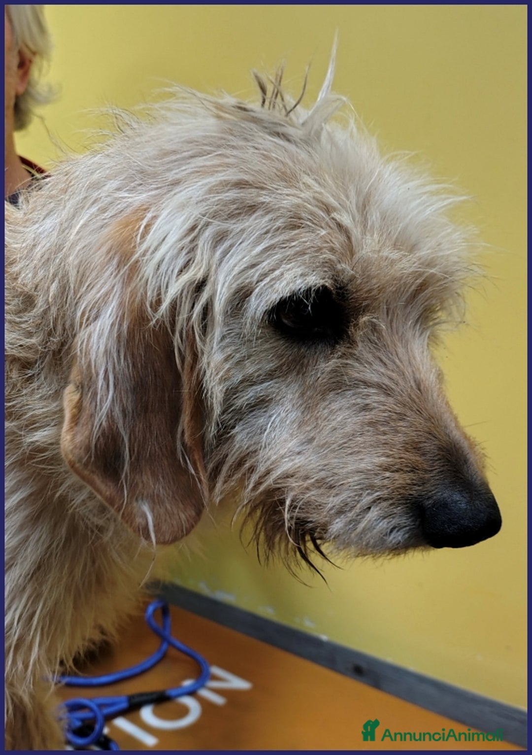 Meticcio cani in regalo: GIACOMO 4 ANNI, E' VISSUTO IN UN INFERNO ORA CERCA a Città metropolitana di Milano - Annuncio 11