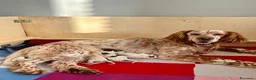 Setter Inglese cani in vendita: Cuccioli Setter Inglese - Alta Genealogia - Annuncio 4