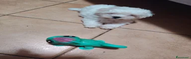 Maltese 2