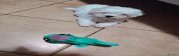 Maltese cani in vendita: Cuccioli maltese rasa base, cerca famiglia  - Annuncio 3