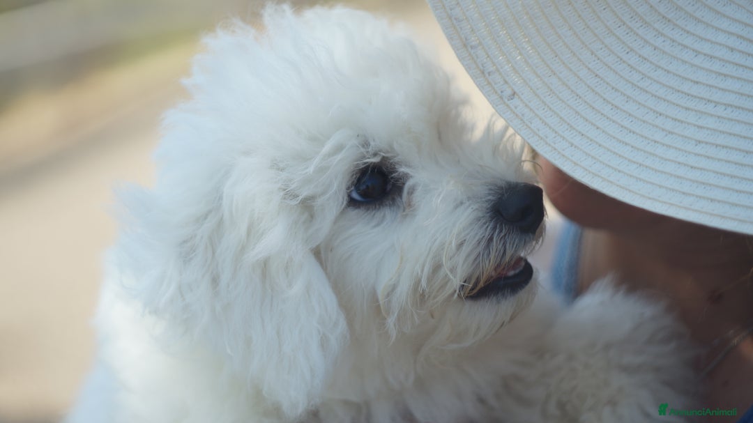 Bichon cani in vendita: Il Miracolo di Natale Ha il Musetto Bagnato! a Provincia del Sud Sardegna - Annuncio 13