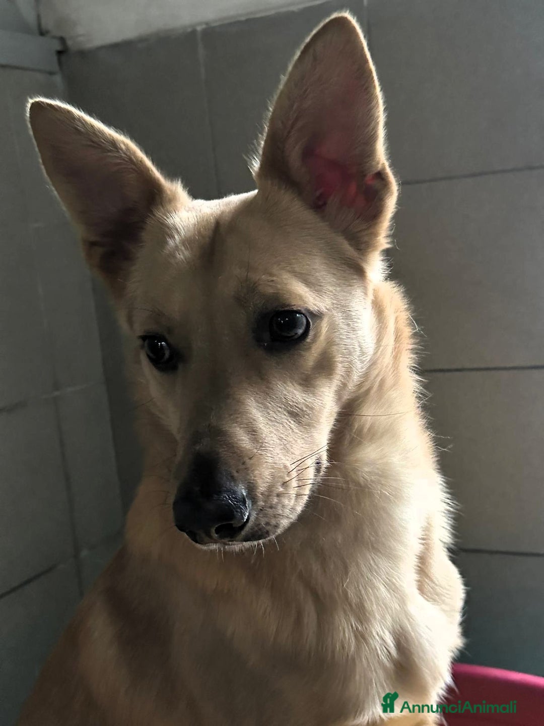 Meticcio cani in regalo: MANUEL DOLCISSIMO CAGNOLINO - Annuncio 6