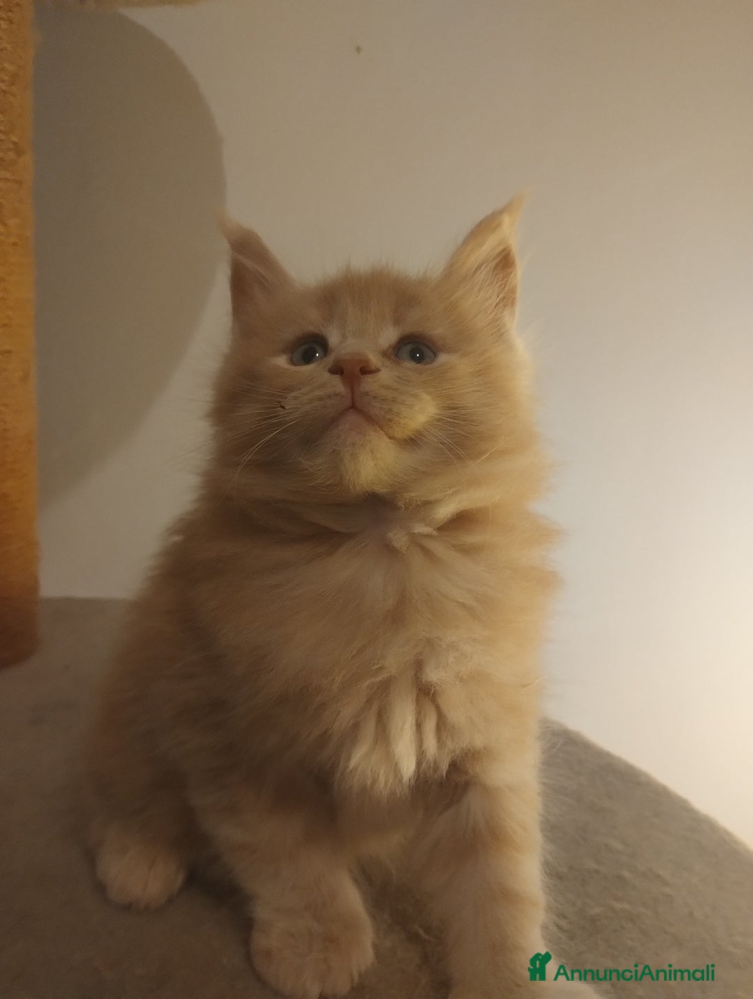 Maine Coon gatti in vendita: Maine coon cucciolo crema  - Annuncio 3