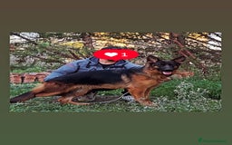 Pastore Tedesco cani in vendita: Pastore tedesco pelo lungo femmina 90 giorni  a Provincia di Foggia - Immagine 3