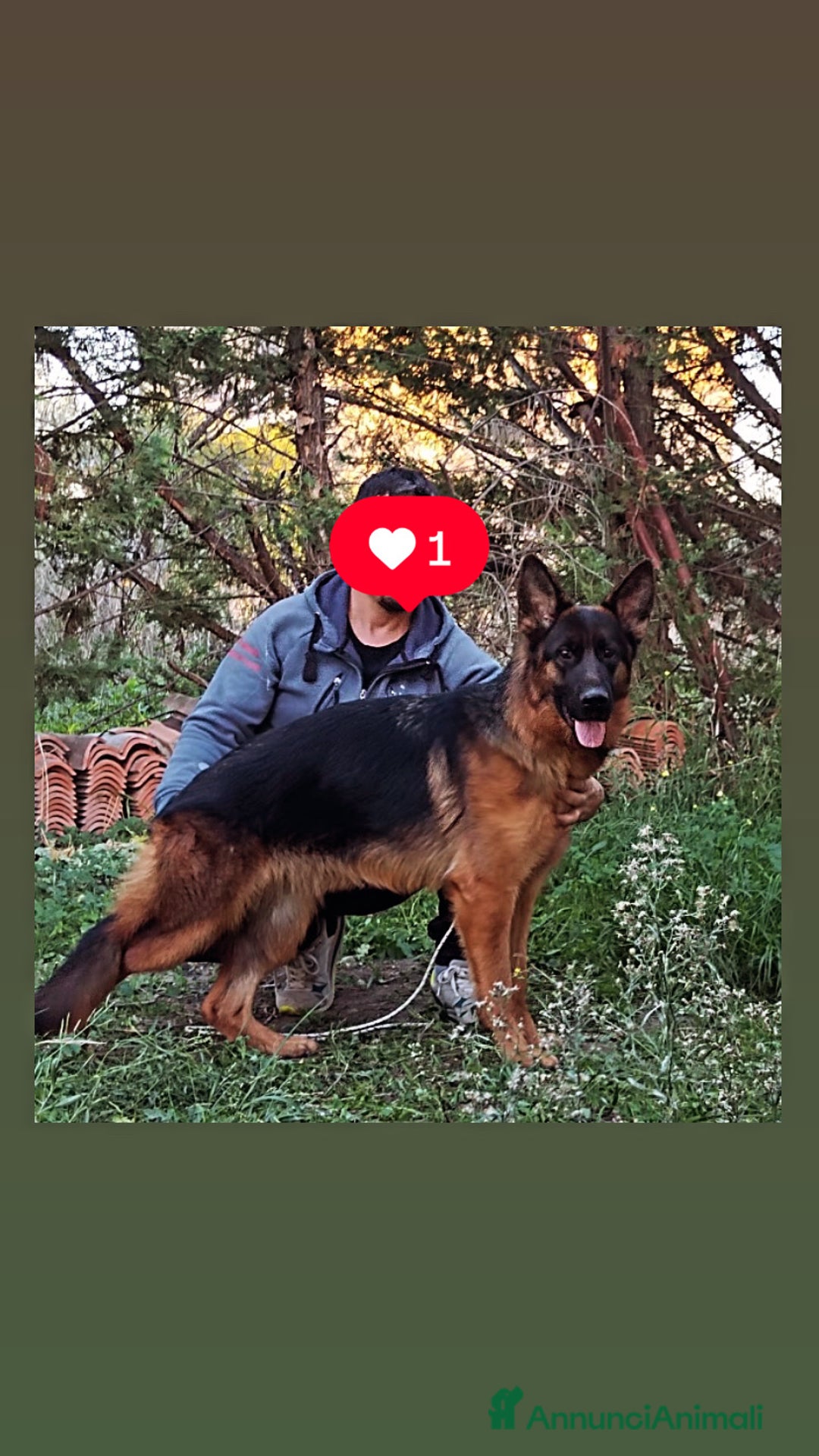 Pastore Tedesco cani in vendita: Pastore tedesco pelo lungo femmina 90 giorni  a Provincia di Foggia - Immagine 3