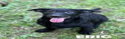 Meticcio cani in regalo: ERIC, cucciolo dolcissimo dimenticato da tutti. - Annuncio 3