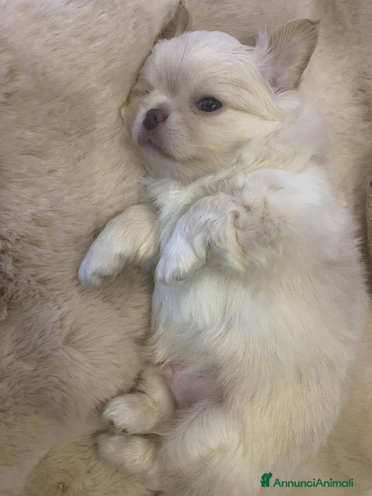 Chihuahua cani Cucciolo di chihuahua  - Annuncio 33