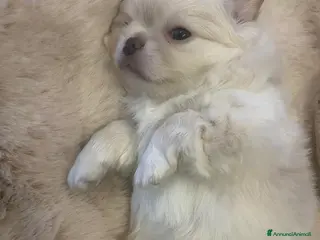 Chihuahua cani Cucciolo di chihuahua - Annuncio 3