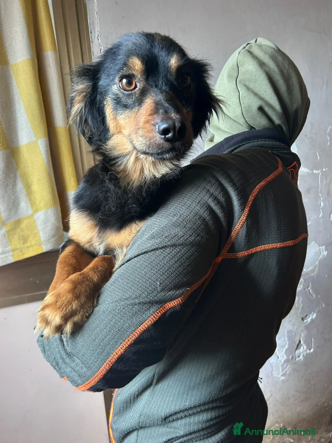 Meticcio cani in regalo: CAGNOLINO TG P - Annuncio 3