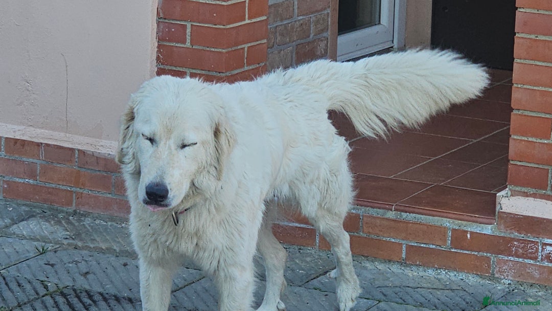 Meticcio cani in regalo: Cuccioli - Annuncio 5