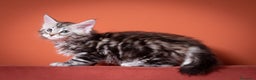 Maine Coon gatti in vendita: Gattino bellissimo da allevamento Mainemarie - Annuncio 6