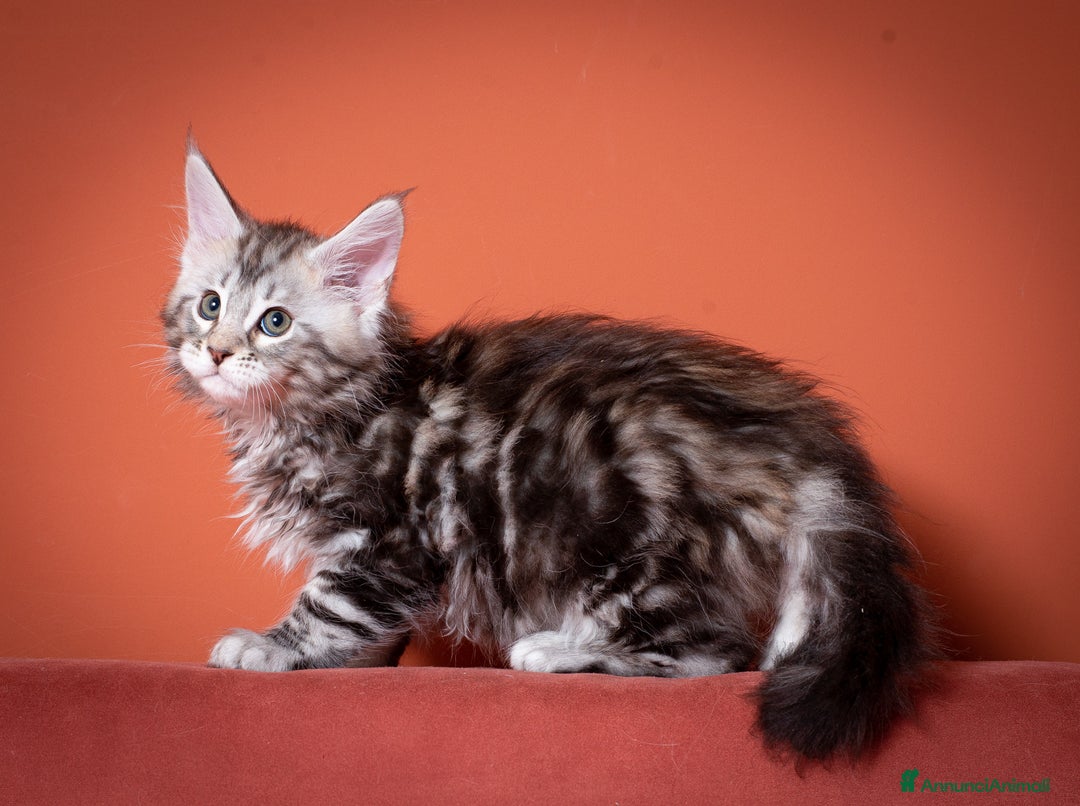 Maine Coon gatti in vendita: Gattino bellissimo da allevamento Mainemarie - Annuncio 6