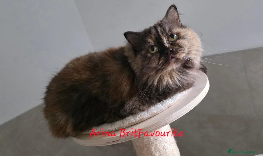 British gatti in vendita: Femmina british longhair chocolate tortie  - Annuncio 3