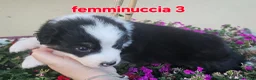 Australian Shepherd cani in vendita: Cuccioli di pastore australiano disponibili  - Annuncio 10