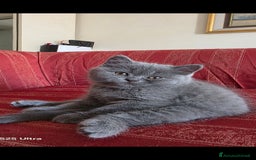 British gatti in vendita: British a Provincia di Biella - Immagine 3